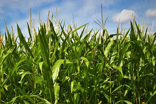 Vitamin C Production Byproduct Found to Improve Maize Yield through Soil and Microbial Processes