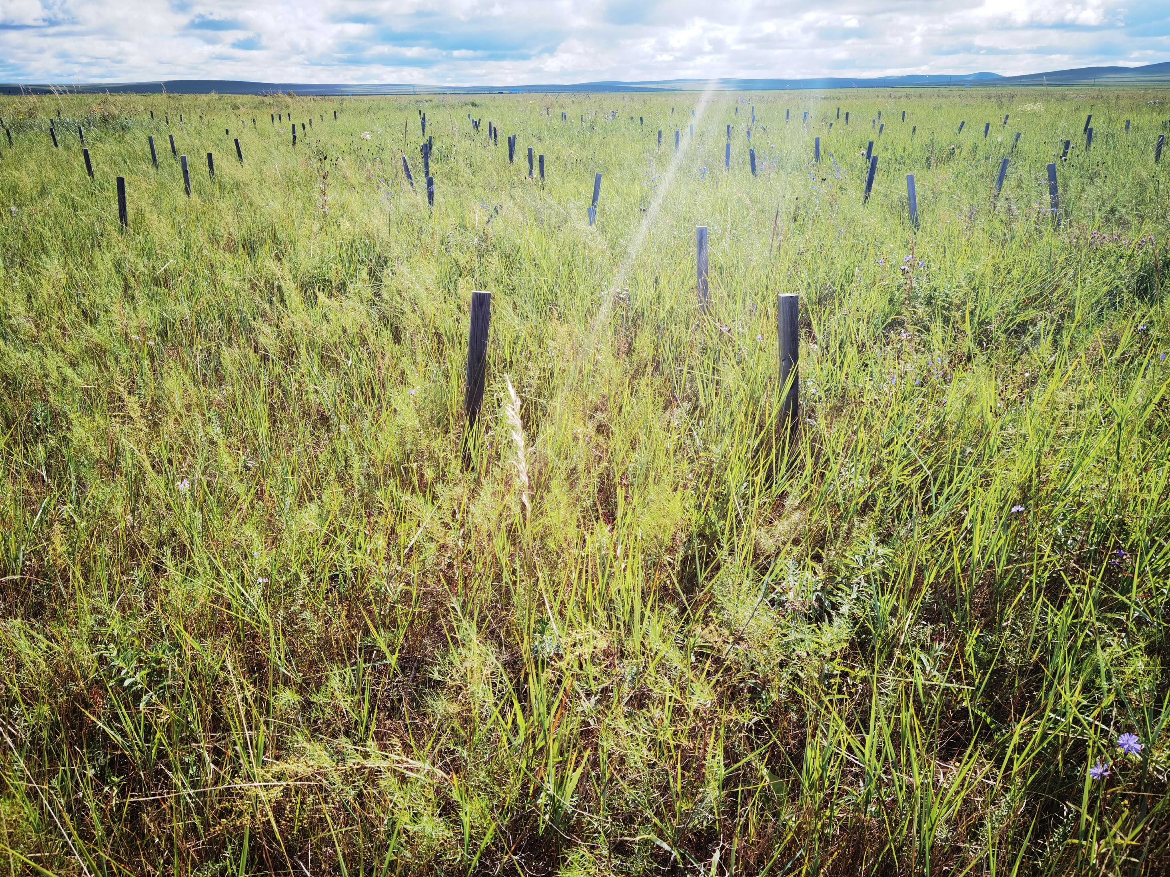 A Four-Decade Record Reveals Asymmetric Seasonal Shifts in Vegetation Growth Across China's Forest-Grassland Ecotone