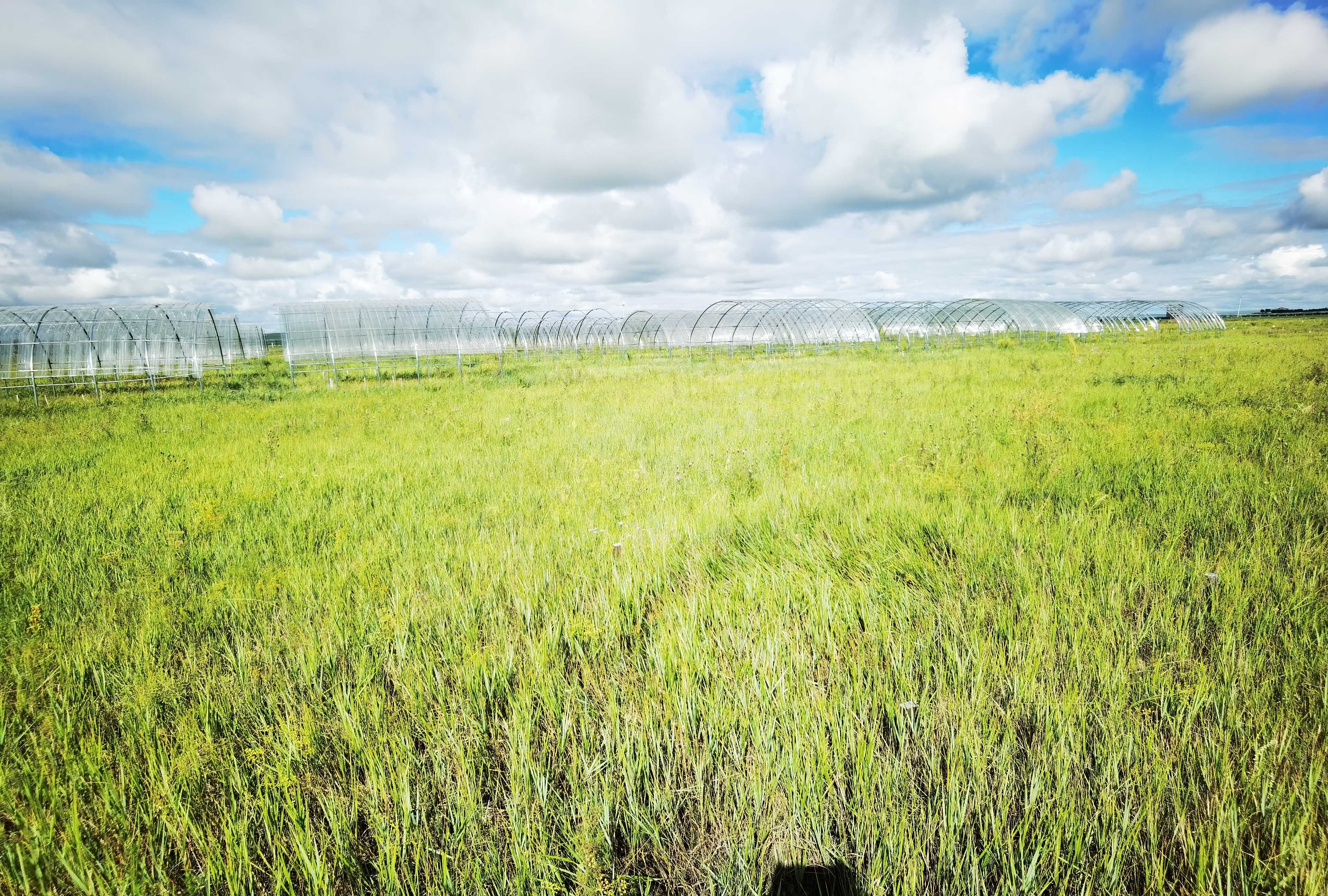 Drought Reshapes Grassland Vegetation Through Ecological and Social Pathways, Review