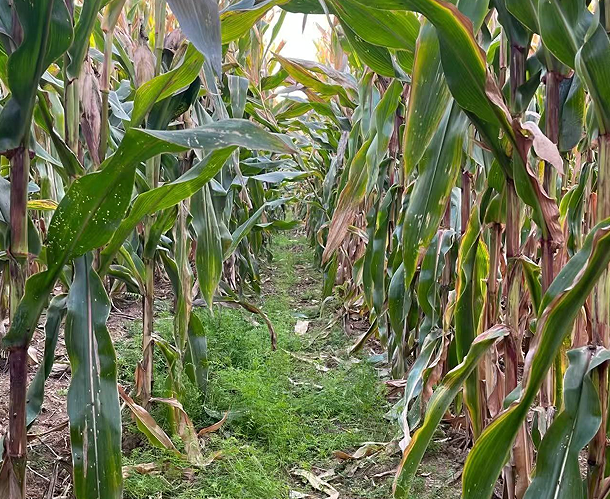 Microbial Substrate Utilization Strategies Shape the Decomposition of Soil Organic Carbon Components Under Conservation Tillage