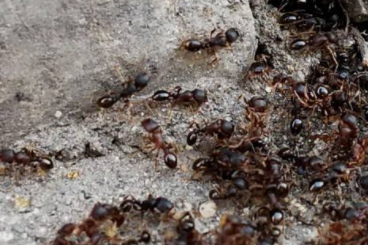 IAE's International Postdoc Reveals Relationship between Genome Size and Climate Change