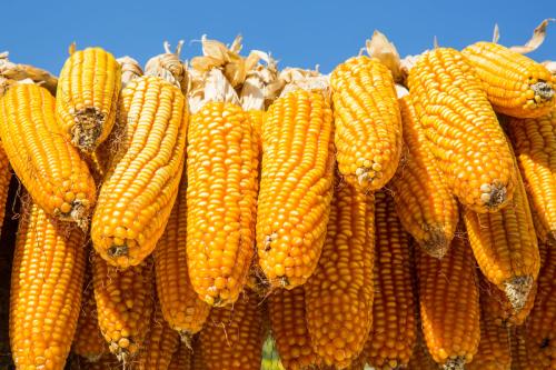 Seminar for Technologies in CornField High-efficiency Fertilization and No-Tillage Cultivation