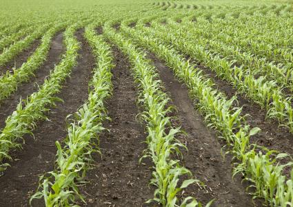 Seminar for the National Key R&D Project: Key Technology Development and Demonstration for Spring Corn and Japanese Rice Close Planting, Stress Resistant, High yield and High Efficiency