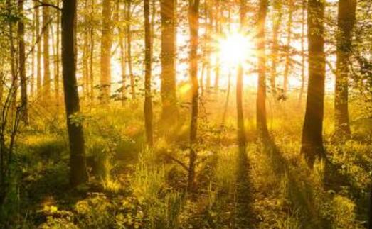 Forest Ecological Conservation and Technology in Bio-Resources Exploitation, Utilization and Demonstration in Northeast Forest Region.