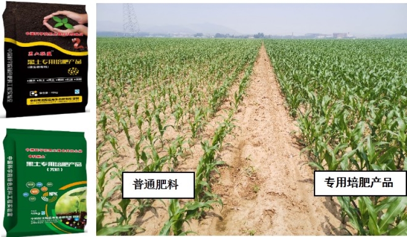 Researchers Develop and Mass-produce Enhanced Efficiency Fertilizer for Corn Planting in Semi-arid Areas of Western Liaoning