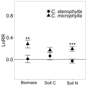 The Facilitation of Leguminous Shrub to its Neighbors Enhanced by Increase in Precipitation