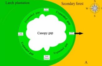 Researchers Reveal the Effects of Gap Size and Within-gap Position on Animal-mediated Seed Dispersal