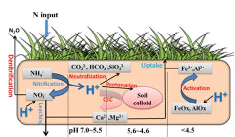 Scientists Reveal Precipitation-mediated Responses of Soil Acid Buffering Capacity to Long-term Nitrogen Addition in a Semi-arid Grassland