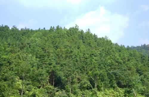 Researchers Found Difference in Winter Soil Respiration Rate between Two Temperate Plantations