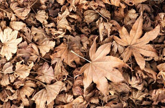 Effect of Biodiversit of Forest Litter on the Rate of Its Decomposition