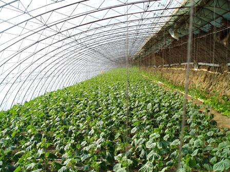 Researchers Quantify the Sources of Extractable Organic Nitrogen in Agricultural Soil