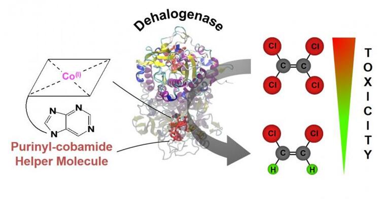 Novel Corrinoid Discovered