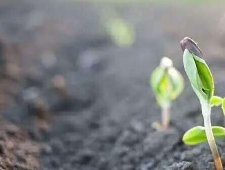 Scientists Find Effect of Nitrogen deposition on Soil Microbial Diversity