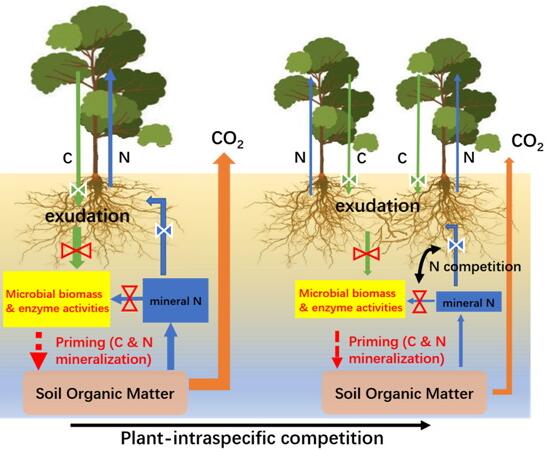 Researchers Find Rhizosphere Priming Effects of Trees with and without Intraspecific Competition on Soil Carbon and Nitrogen Dynamics