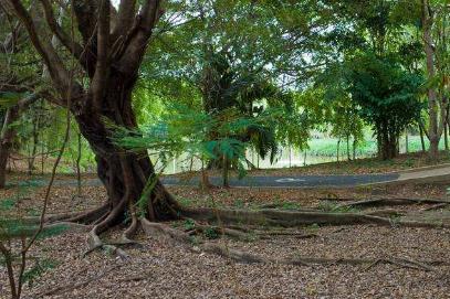 Scientists Find Unexpectedly High N Isotope Fractionation during Denitrification in Forest Soils