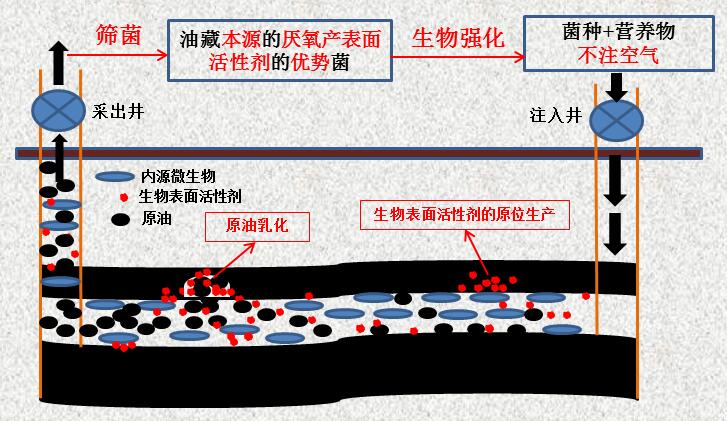 Researchers Isolate a new Pseudomonas Strain that Can Produce Biosurfactants without Air Injection