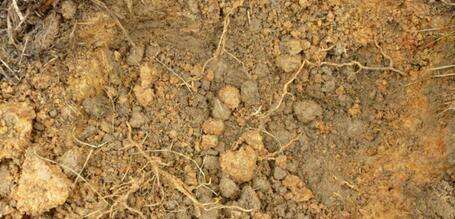 The Differences of Nutrient Resorption between Trees with Different Mycorrhizal Fungi