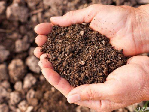 Scientists Find C Quality and Microbial Property Controlling the Non-linear Latitudinal Patterns of Q10 of Soil Microbial Respiration across Chinese Forests