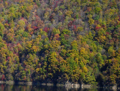 Researchers Reveal Ecological Mechanisms Influencing Local-scale Patterns of Spatial Community Dissimilarity in Temperate Forests