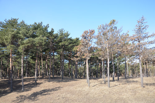 Researchers Reveal Mechanism Causing Pine Forest Decline in Water-limited Regions