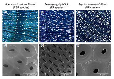 Temperate Tree Species Possess Divergent Hydraulic Strategies to Cope with Frost-induced Xylem Embolism, Scientists Say