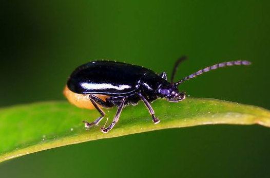 Researchers Reveal Effects of Different Body-sized Mammals on Community and Trait Structure of Ground Beetles