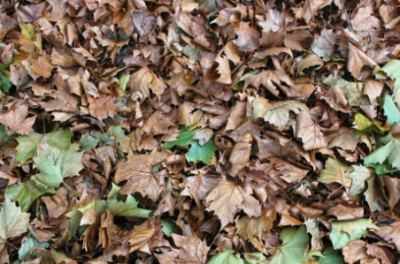 Researchers Reveal the Indirect Effects of Nitrogen Deposition on Community-level Litter Chemical Traits