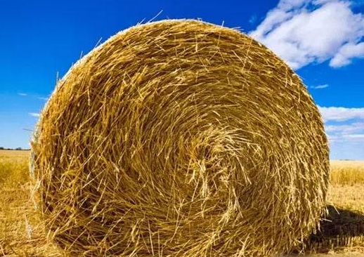 Effects of N Fertilization and Maize Straw Amendment on the Transformation and Fate of Fertilizer N in Black Soil of Northeast China