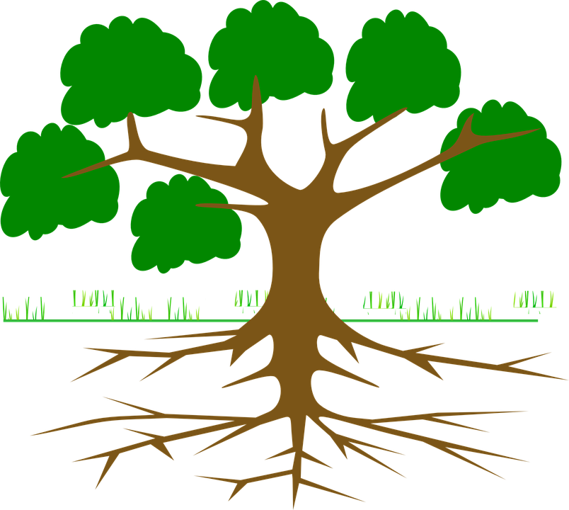 Contrasting Dynamics and Trait Controls in First-order Root Compared to Leaf Litter Decomposition
