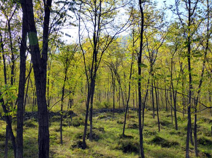 Researchers Reveal the Effects of Gap Size and Within-gap Position on Sprout Regeneration of Dominant Tree Species in the Secondary Forests