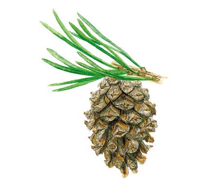 Inconsistent Reproductive Strategies of Pine Trees to Cope with Drought Stress