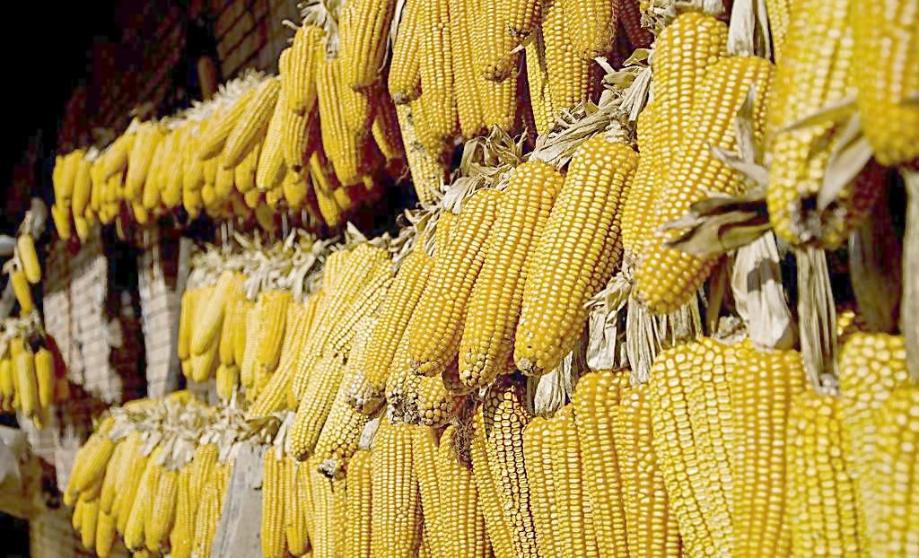Scientists Reveal Effect of Maize Residue Retention on Nitrous Oxide Emission