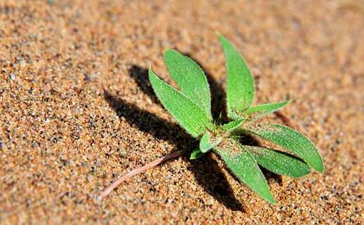 Researchers Find the Inter-dune Lowland of Active Sand Dunes Could Provide Specific Habitats for Some Endemic Species and Pioneer Psammophyte Species