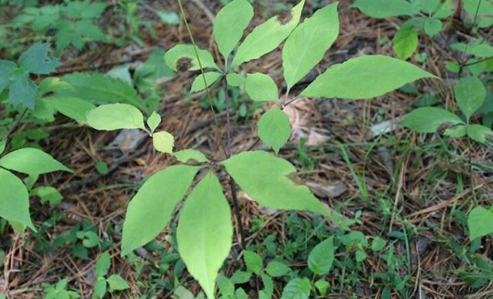 Scientists Reveal How Understory Communities Are Assembled Following Wildfire Disturbance in Chinese Boreal Forest Ecosystems