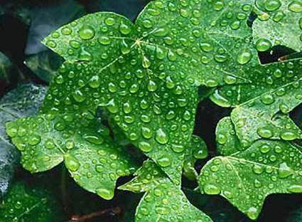 Researchers evaluate the efficiency of nitrogen and phosphorus removal by macrophytes from eutrophic water