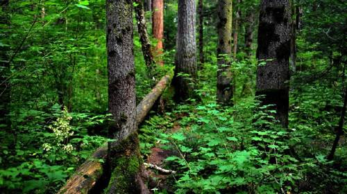 New study uncovers the regulatory effects of tree mycorrhizal associations on temperate forest community structure