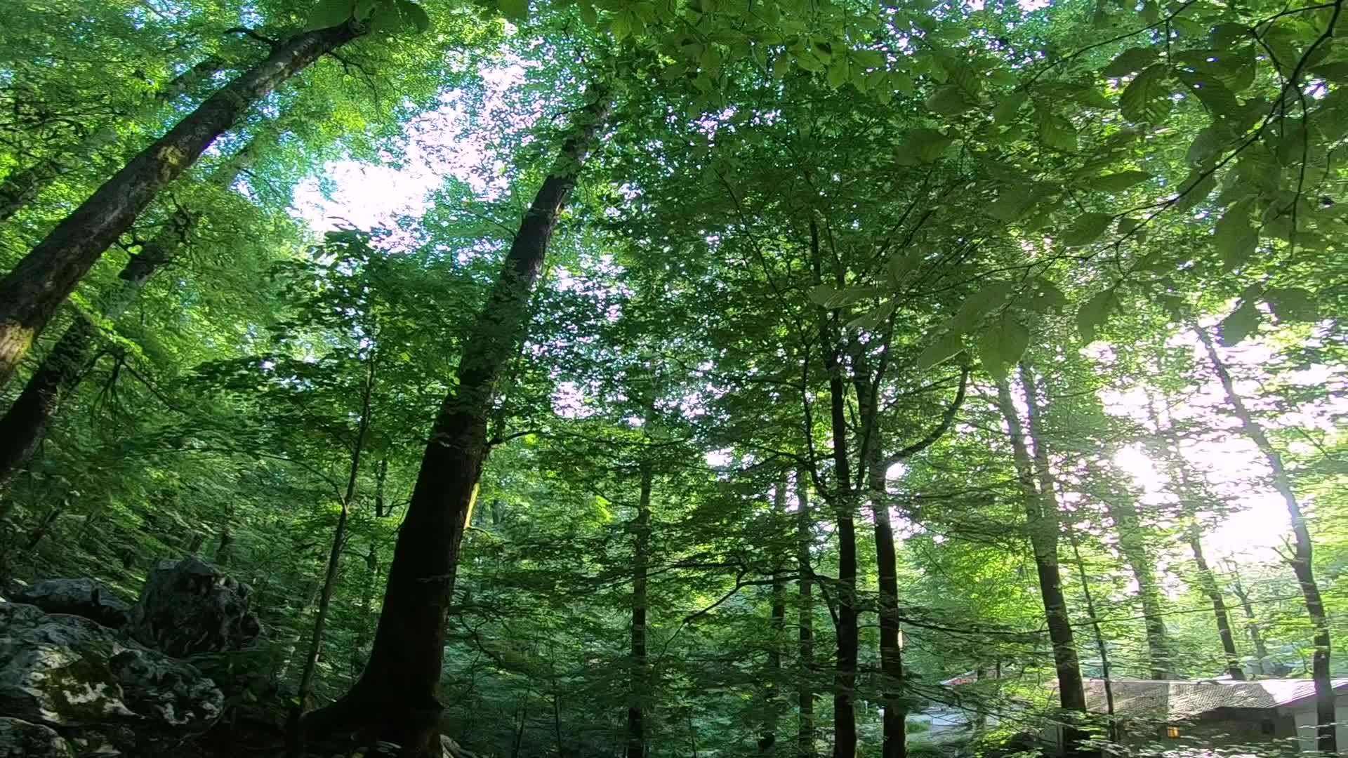 Researchers estimate the spatiotemporal patterns of carbon storage in forest ecosystems