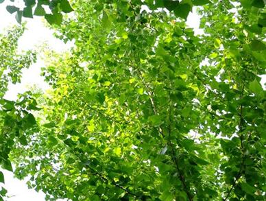 How Does Poplar Respond and Adapt to Co-stresses of Ozone and Metal Heavy?
