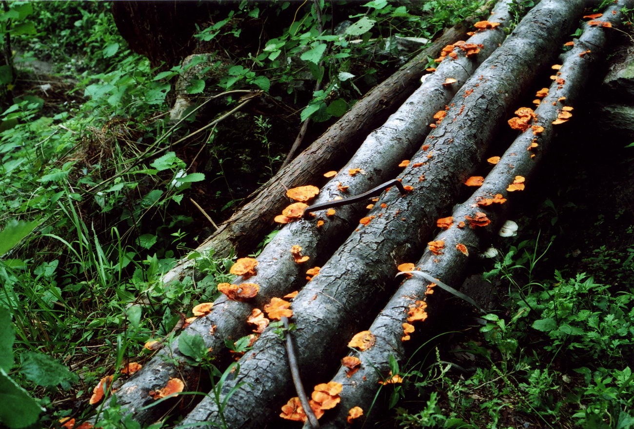 Fungal Community Diversity and Composition are Determined by the Trade-off between Nutrient Deposition and Retrieval along the Forest Chronosequence
