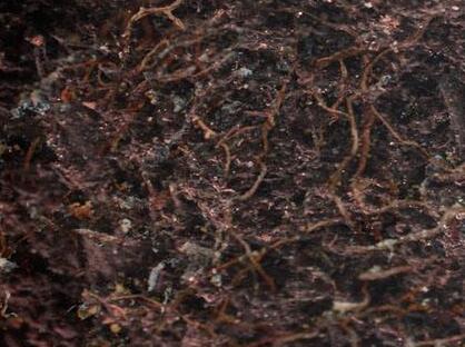 Changes In Litter Quality Induced by N Deposition Alter Soil Microbial Communities