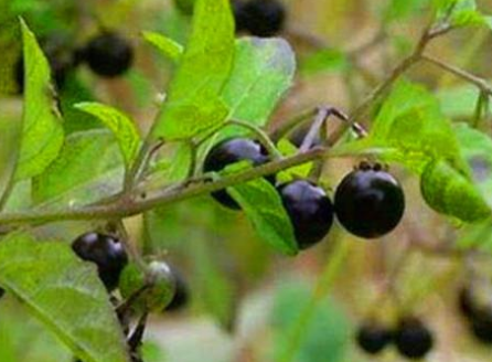 Optimal Application of Nitrogen (N) Fertilizer Provide the Maximum Cd Removal from Contaminated Soil by Increasing Aboveground Biomass of Solanum Nigrum L