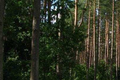 Scientists Reveal Relationship Between Root Distribution of Mongolian Pine and Soil Moisture