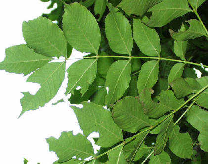 Researchers Uncover Physiological Mechanisms Determining High Productivity Characteristics of Compound-Leaved Tree Species
