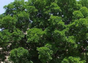 Divergent Growth Responses to Warming and Drying Climates between Native and Non Native Tree Species in Northeast China