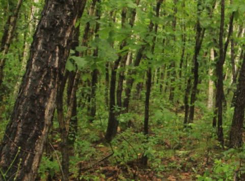 Uptake Patterns of Glycine, Ammonium, and Nitrate Differ Among Four Common Tree Species of Northeast China