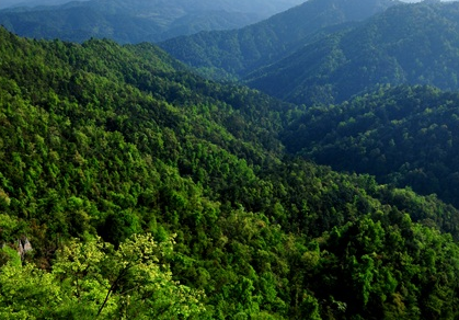 Researchers develop new method to estimate tree biomass in planted forests