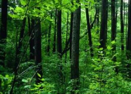 Researchers of IAE Reveal Mechanism Controlling Distribution of Ectomycorrhizal Fungi Along Environmental Gradients in Conifer-Broadleaved-Mixed Forest in Changbai Mountains