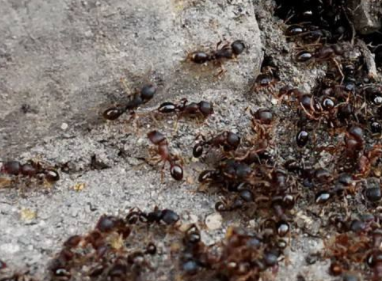 IAE's International Postdoc Reveals Relationship between Genome Size and Climate Change