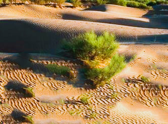 Researchers of IAE Reveal Physiological Mechanism of Environmental Adaptability Difference of Dominant Sand Fixing Shrubs