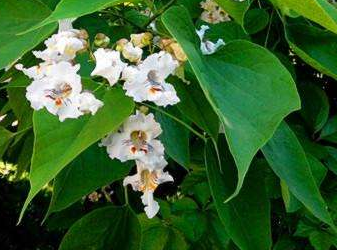 Scientists Find Inter-specific Difference in Ozone and/or Cadmium Effects on Plant Physiology